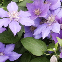 clematis eyres