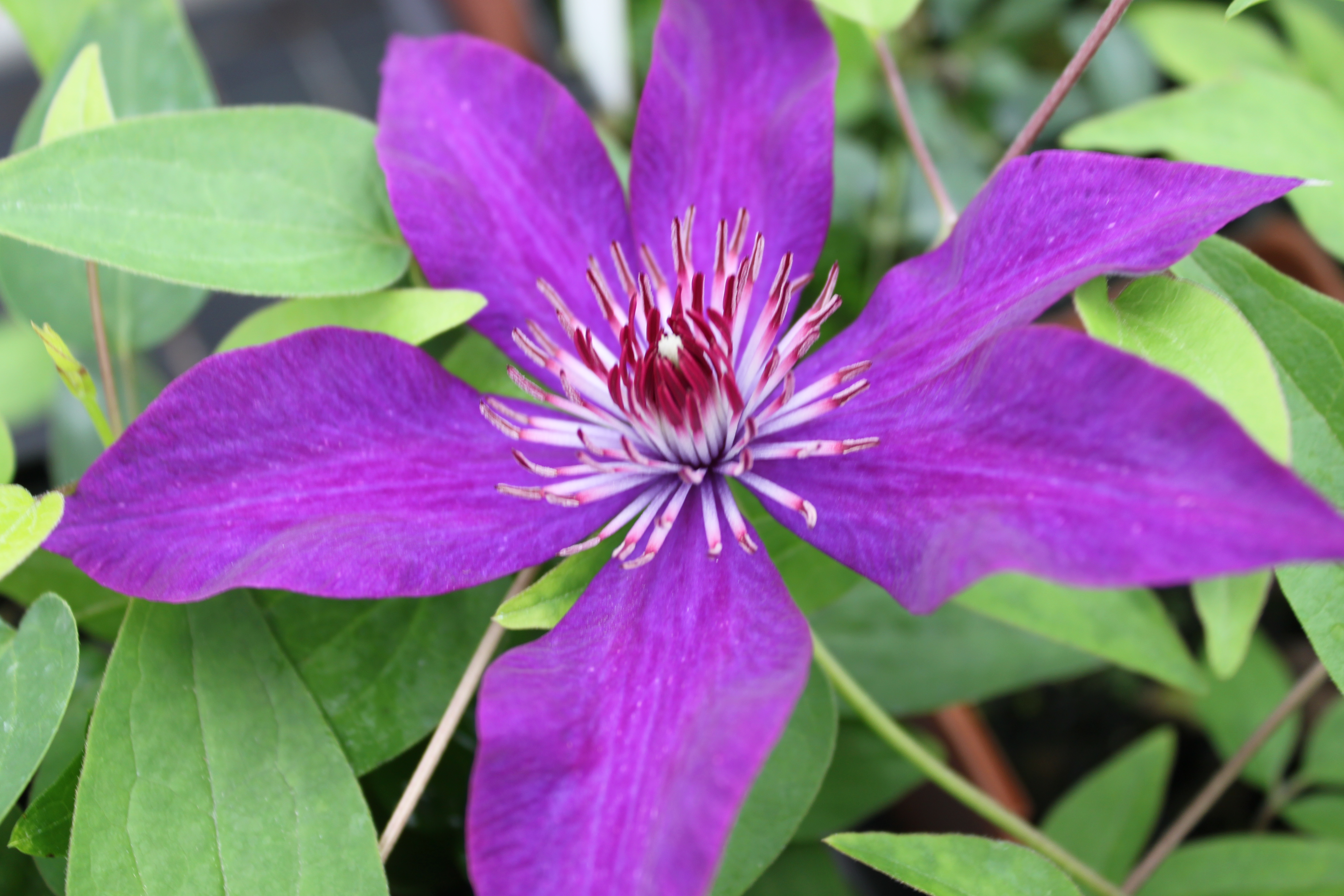 Clematis President Buy It Here