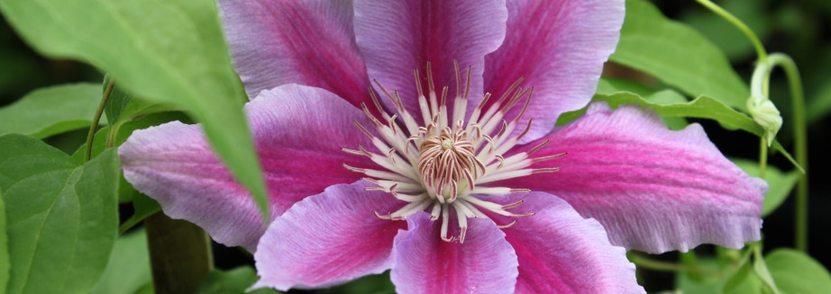 Buy Clematis Bees Jubilee Direct from the Producer
