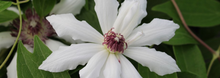 Buy White Fiona Flower Online For Your Garden